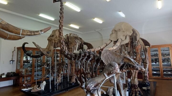 Палеонтологічний музей Одеси: відкрийте таємниці давнього світу
