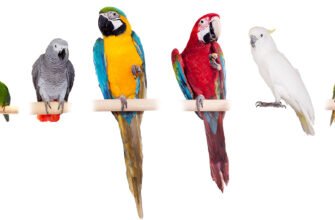 Порода попугая: як обрати ідеального пернатого друга для дому
