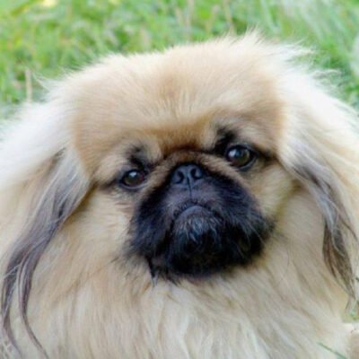 Порода собак 7 букв: знайомтеся з харизматичним мопсом