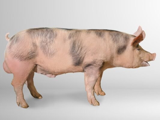 Макстер порода свиней: фото, особливості та переваги розведення
