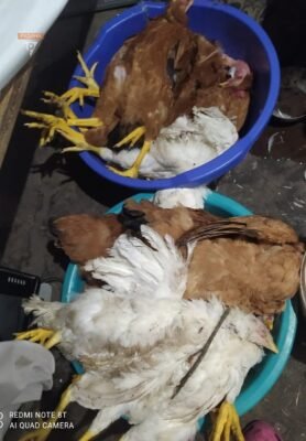 Як тхір вбиває курей: з’ясування методів і запобіжних заходів