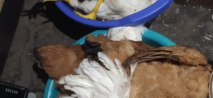 Як тхір вбиває курей: з’ясування методів і запобіжних заходів