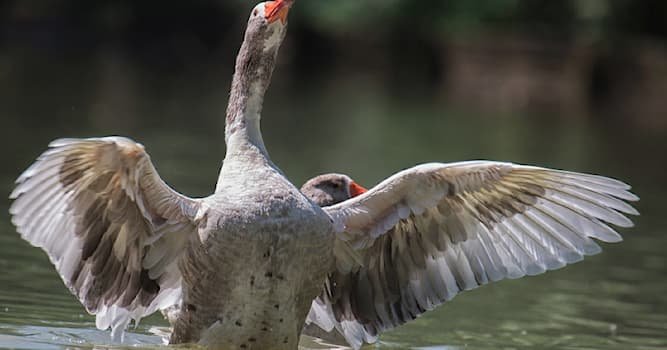 Хто із води сухим виходить? Відповідь на популярне питання