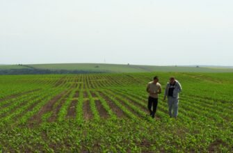 Хто купує земельні паї в Україні: ключові покупці та їх інтереси