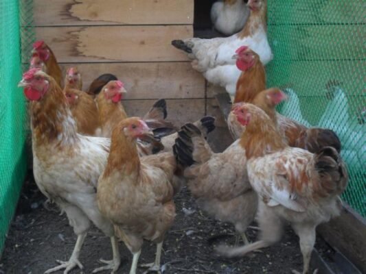 Які породи курей продаватимуть у Полтаві на ринку Кагамлика?