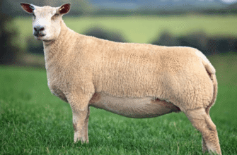 Вибір найкращих м’ясних порід овець: повний гід для фермерів