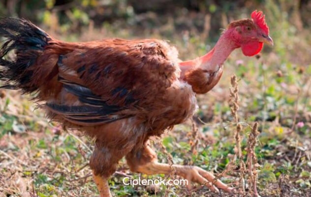 Породи курей іспанка: характеристика, догляд та продуктивність