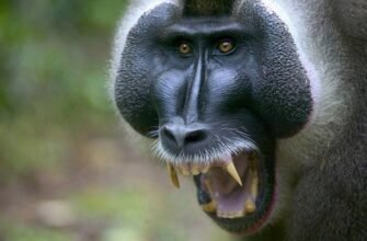 Найпопулярніші породи мавп: опис, характеристики та цікаві факти