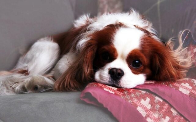 Маленькі породи собак для квартири: ідеальні вихованці для міста