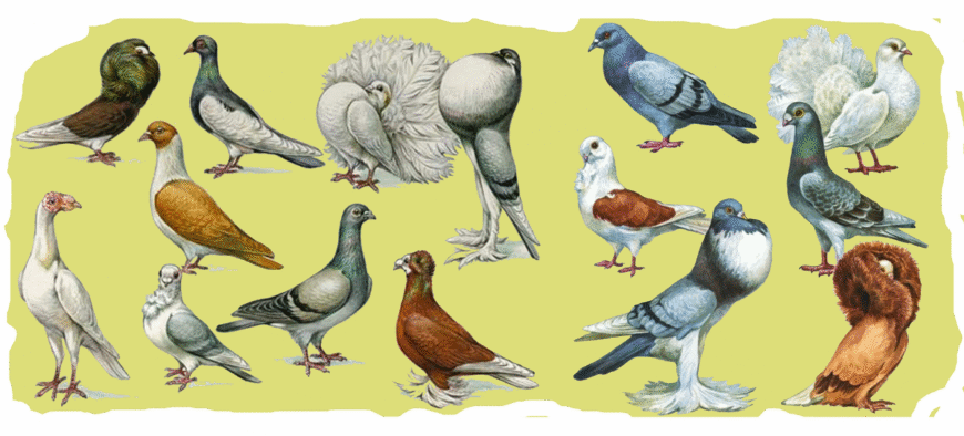 Всі породи голубів: повний гайд про різноманітність і особливості