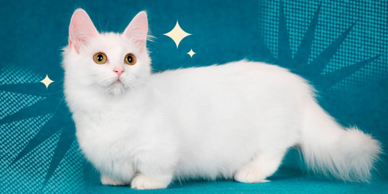 Вибір кота з короткими лапами: найпопулярніші породи котів