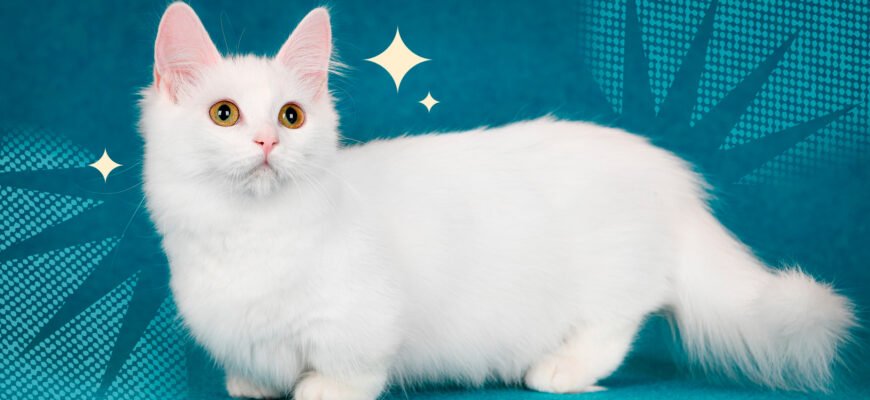 Вибір кота з короткими лапами: найпопулярніші породи котів