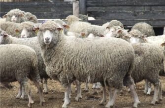 Вівці породи: огляд популярних видів та їх особливості в Україні