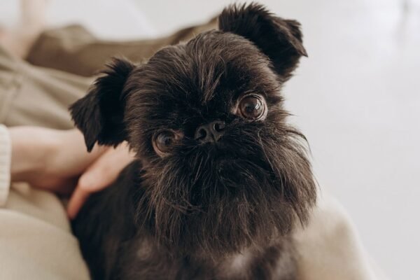 Грифон порода: все, що потрібно знати про цих чарівних собак