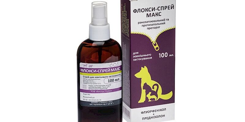 Флокси Спрей: Як правильний вибір забезпечує пишний цвітник