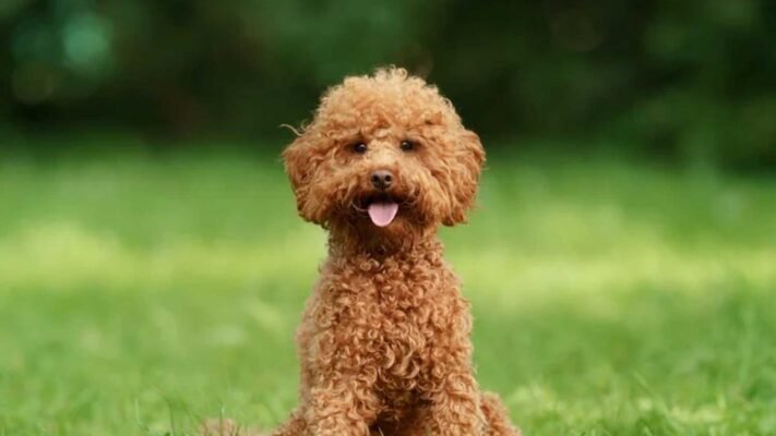 Порода собак пудель: історія, догляд та особливості характеру