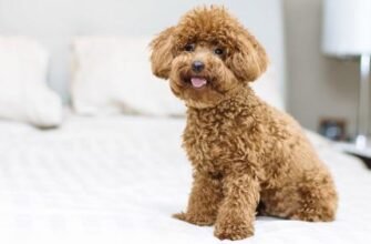 Кучеряві собаки породи: оберіть ідеального кучерявого друга