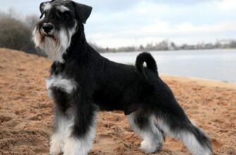 Порода шнауцер: особливості, характер та догляд за улюбленцем