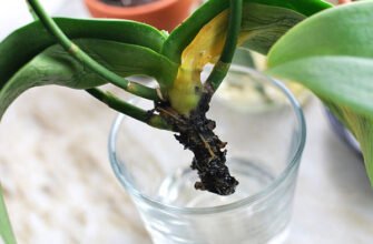 Як реанімувати орхідею: поради та рекомендації для відновлення квітки