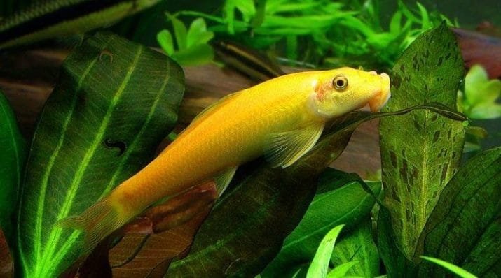 Хто їсть водорості: які тварини залежать від водоростей?