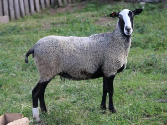 Коли гуляють вівці романівської породи: оптимальний час для випасу