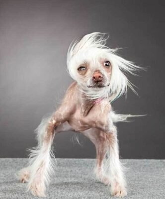 Все про смішну породу собак: вибір, догляд та особливості характеру