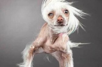 Все про смішну породу собак: вибір, догляд та особливості характеру