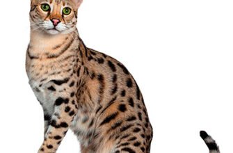 Ціни на кішок саванна: скільки коштує елітний домашній улюбленець?