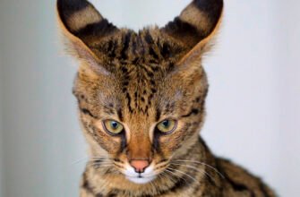 Порода кішок саванна: особливості й характери цих екзотів
