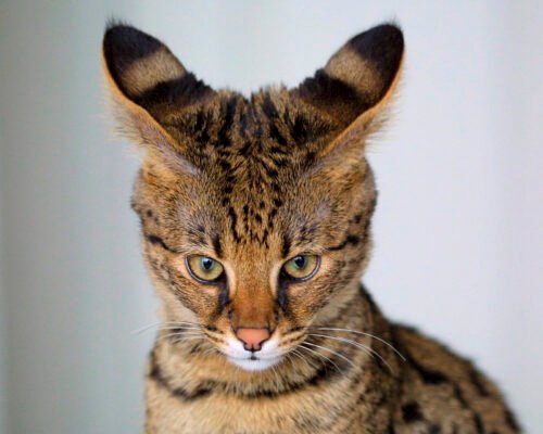 Порода кішок саванна: особливості й характери цих екзотів
