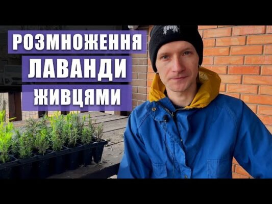 Розмноження лаванди: Покрокова інструкція для успішного вирощування