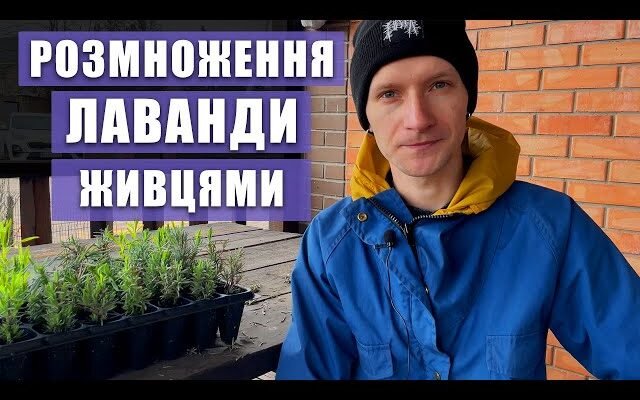 Розмноження лаванди: ефективні методи для рясного цвітіння Розмноження лаванди: ефективні методи для рясного цвітіння