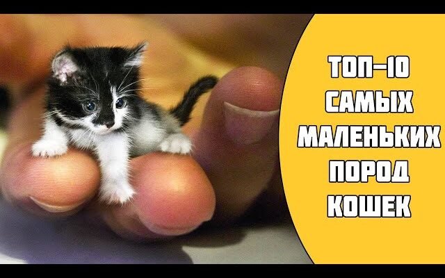Найдюймовіші у світі: найменша порода кішок для вашого дому