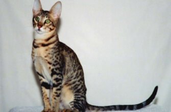 Серенгеті порода кошек: Особливості, догляд та збереження здоров’я