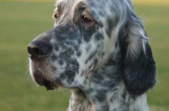 Гарні мисливські якості: знайомство з породою собак Спанієль