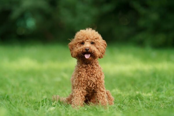 Пудель порода: особливості, догляд і виховання улюбленця