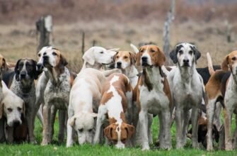 Популярні породи гончих собак: вибір найкращого компаньйона для полювання