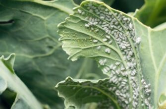 Як боротися з білокрилкою: ефективні методи захисту рослин