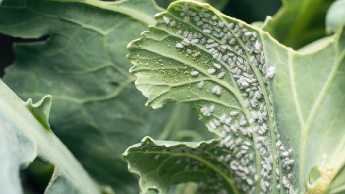 Як боротися з білокрилкою: ефективні методи захисту рослин