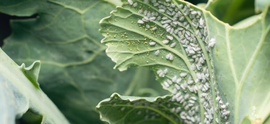 Як боротися з білокрилкою: ефективні методи захисту рослин