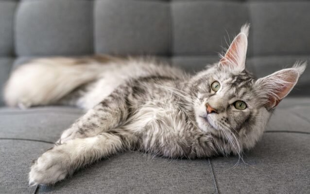Як обрати велику породу котів: найпопулярніші варіанти і особливості