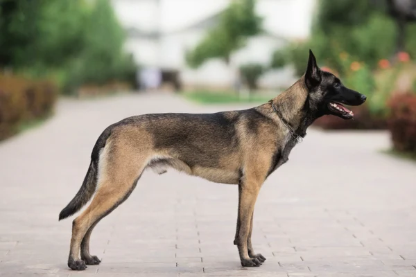 Малинуа: унікальні особливості та характеристики породи собак