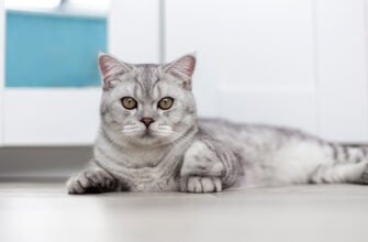 Шотландська порода котів: особливості, догляд та поради власникам