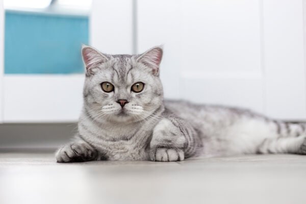 Шотландська порода котів: особливості, догляд та поради власникам