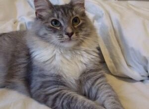 Сибірська порода котів: історія, характеристики та догляд