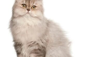 Переваги та особливості довгошерстих порід котів для вашого дому