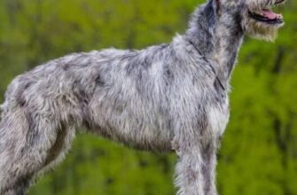 Порода вовкодав: особливості, догляд та виховання велетенських улюбленців