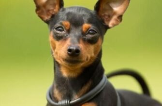 Порода собак пінчер: все про характер, догляд та особливості утримання