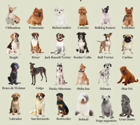 Різноманіття порід собак: які є породи для будь-якого стилю життя