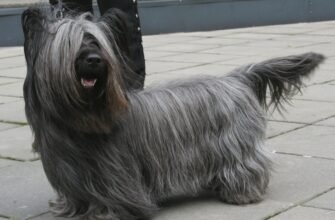 Скай порода: характеристики, догляд та особливості утримання собак